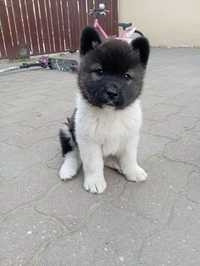 Puiuți de Akita American