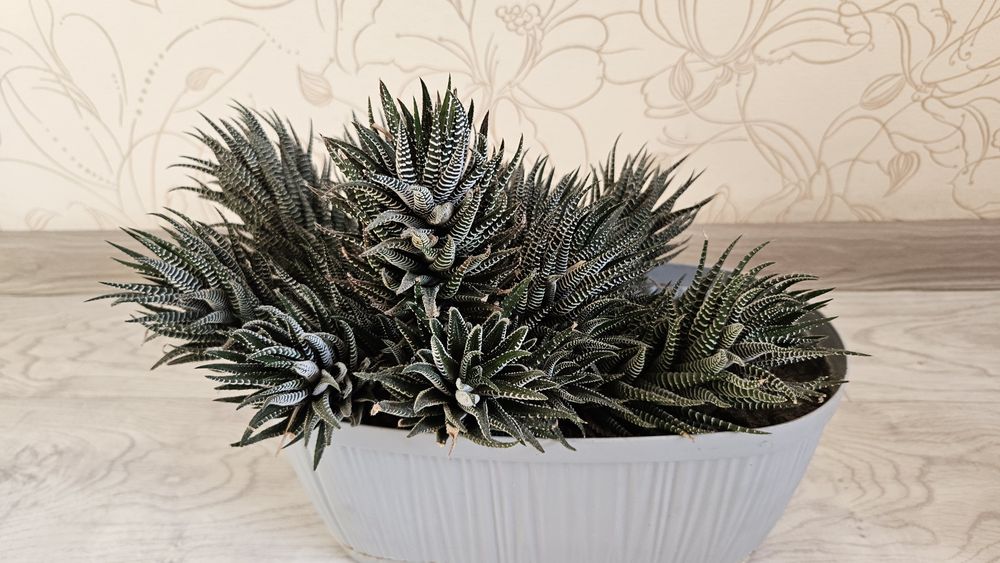 Продам красивый саккулент хавортия