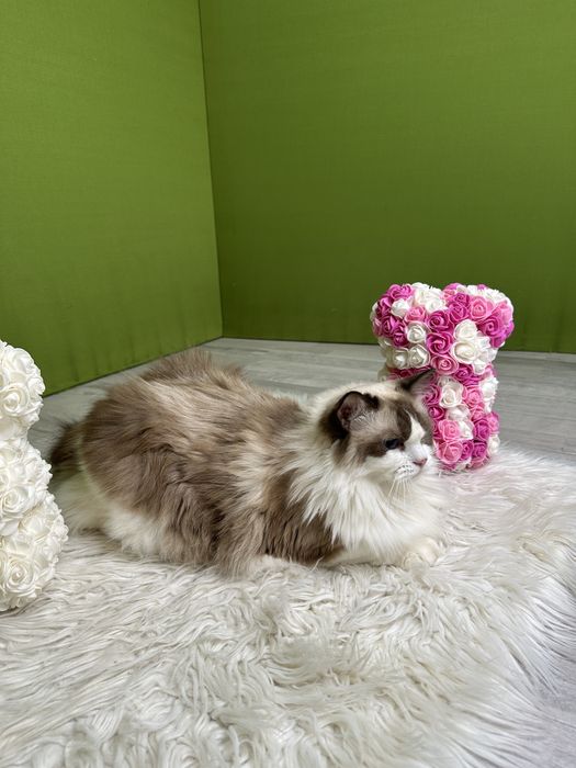 Регдолл девочка, стерилизованная