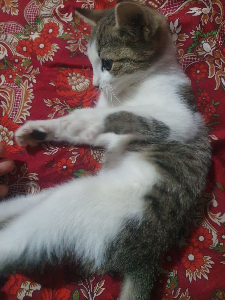 Puchi ismli mushukcha