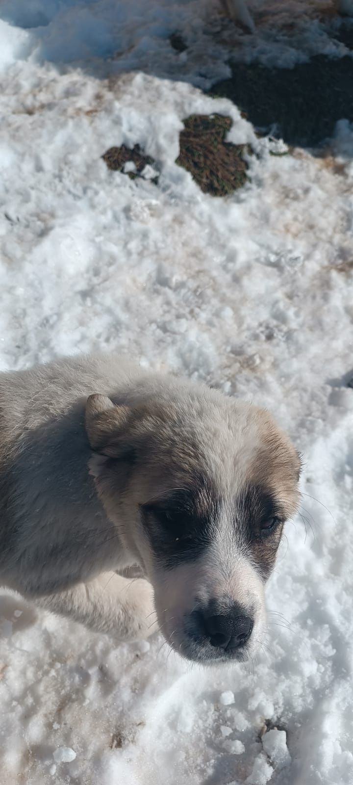 Алабай 2 кушик сатылады