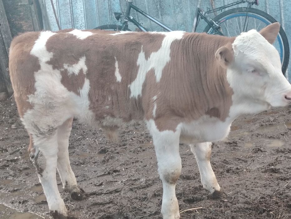Vând vițel 3luni jumate