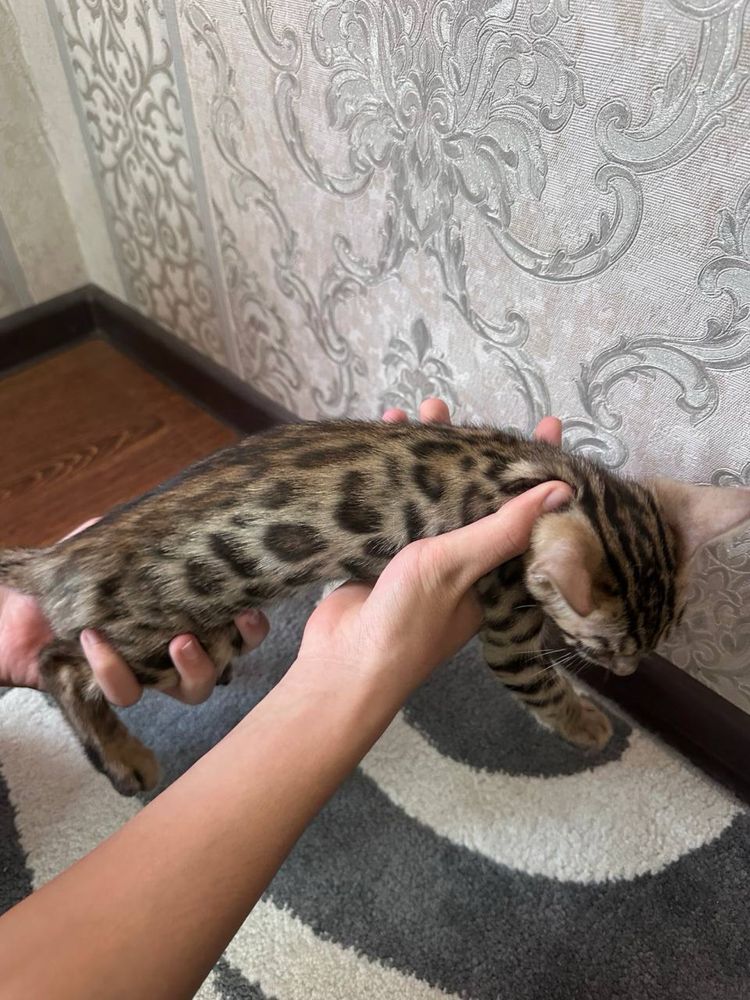 Котята бенгальские