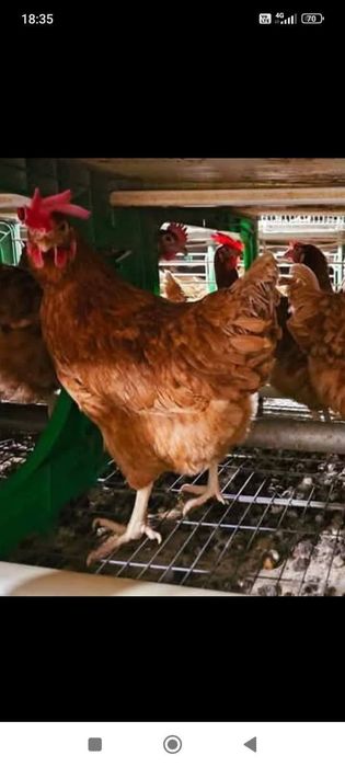 Puicuțe outoare de 11 luni