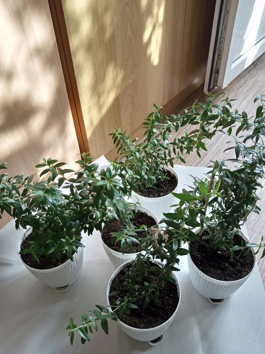 Мирт обыкновенный