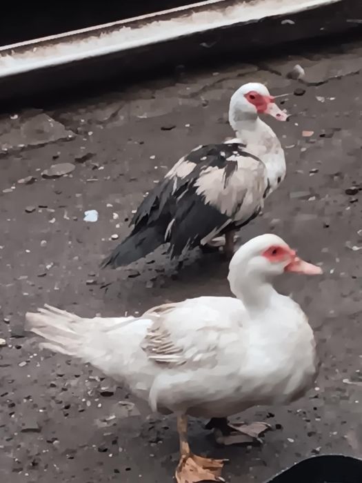 Vând sau schimb două rațe