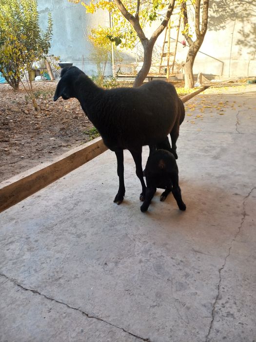 Ona bola sovliq sotiladi