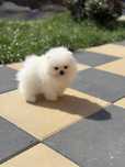 Pomeranian boo baiat cea mai mica varietate