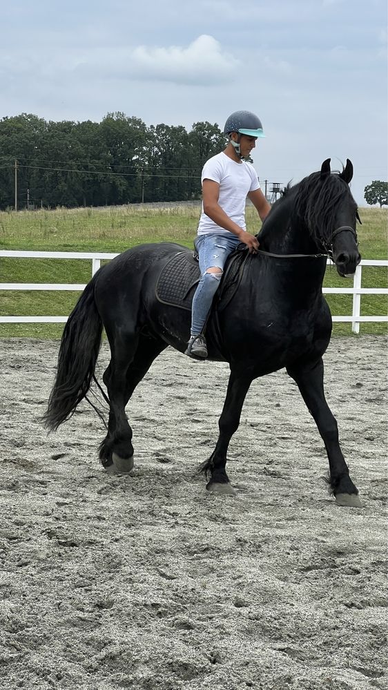 Armăsar Friesian echitație călărie