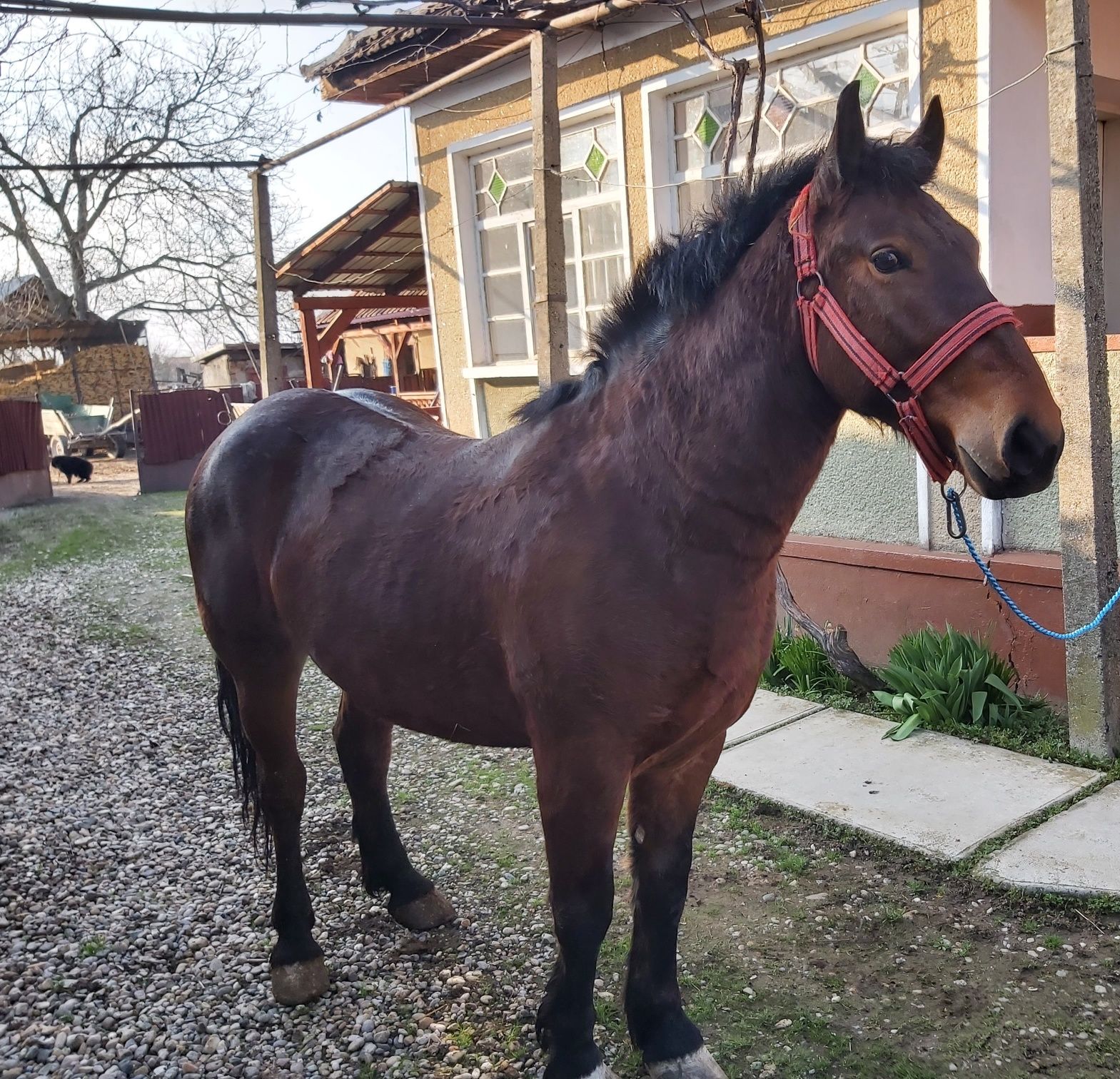 Vând mânz de 1 an şi 10 luni