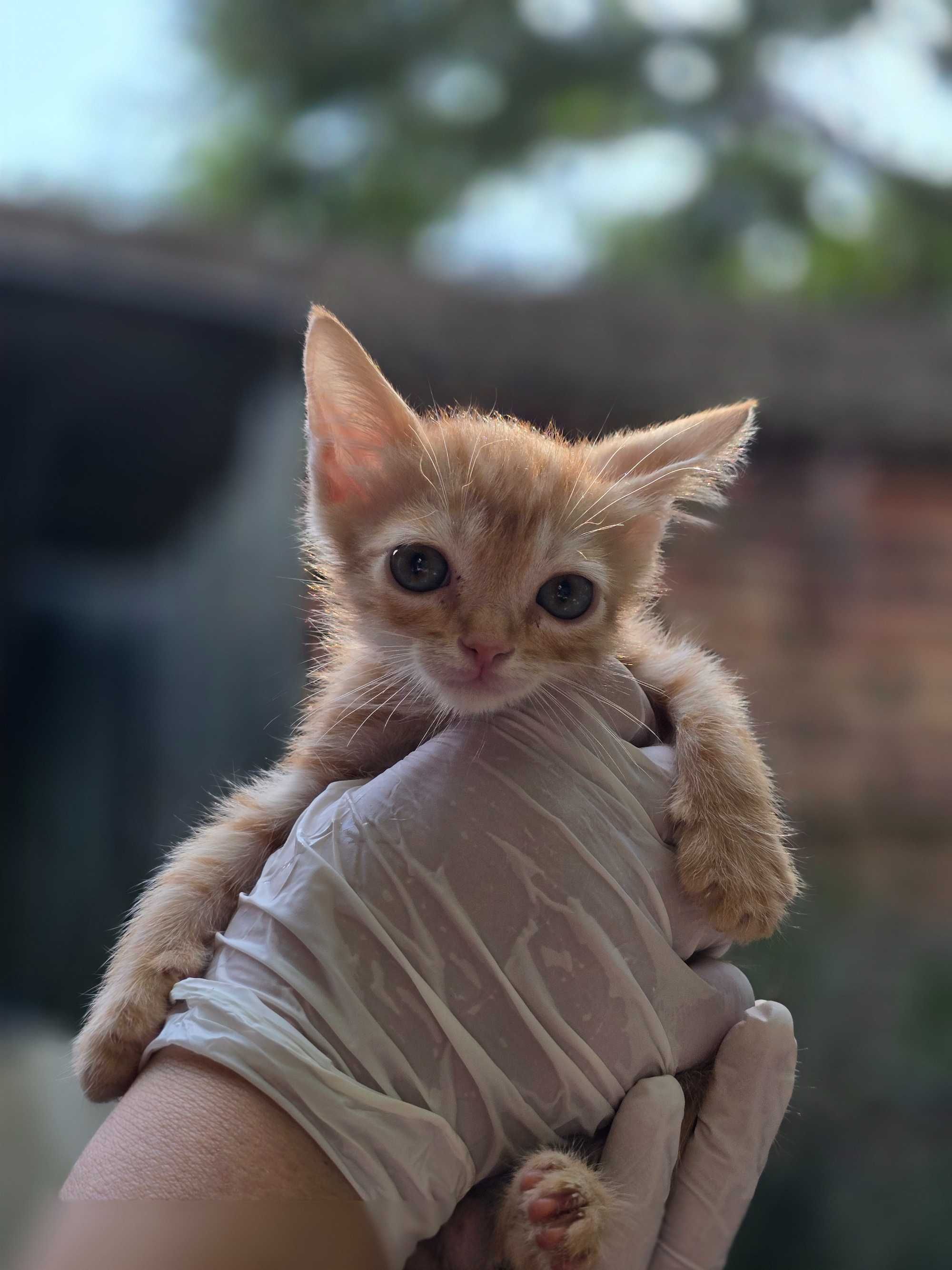 Рыжие котята, 1-2 месяца