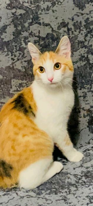 Отдаю кошку Алиса