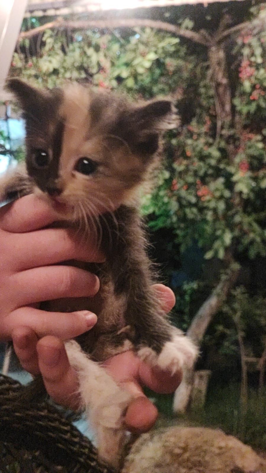 Котята от мамы крысоловки