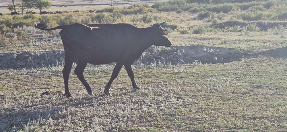 Продается корова