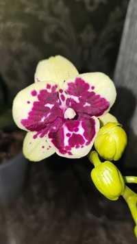 Орхидея. Азия. Цветет.