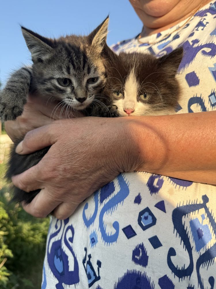 Отдам котят бесплатно