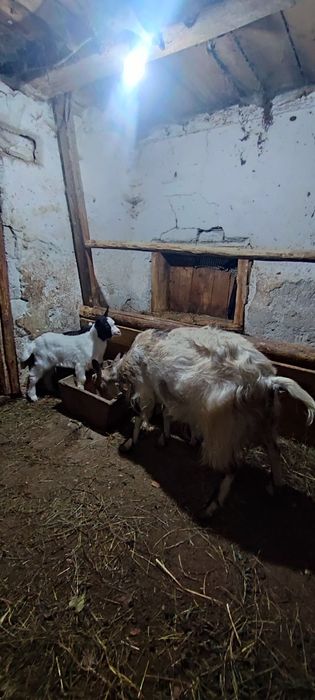 Vand capra cu 2 iezi