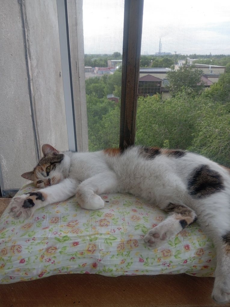 Отдам красивую кошечку