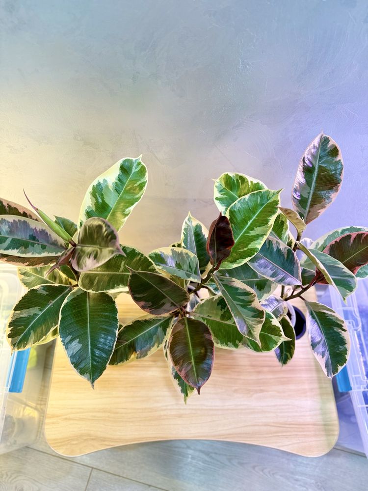 Ficus elastica "Belize"