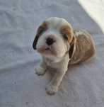 Cavalier King Charles Spaniel – Baietel Blenheim din părinți campioni