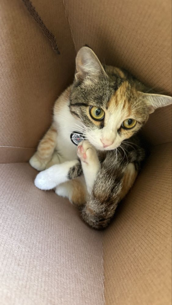 Кошка бесплатно
