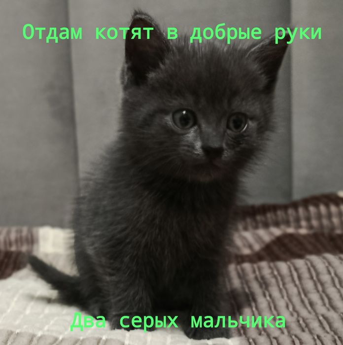 Котята в добрые руки!