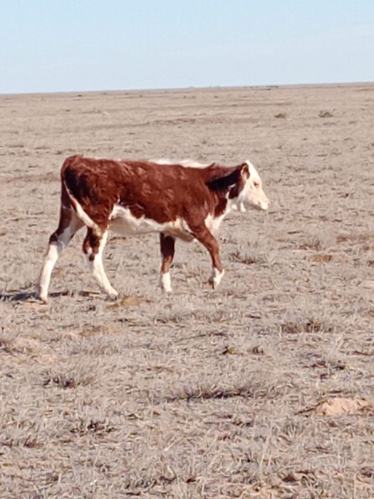 Ұрғашы подсостар сатылады