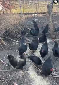 Продавам черен австралорп 11 кокошки и 1 петел