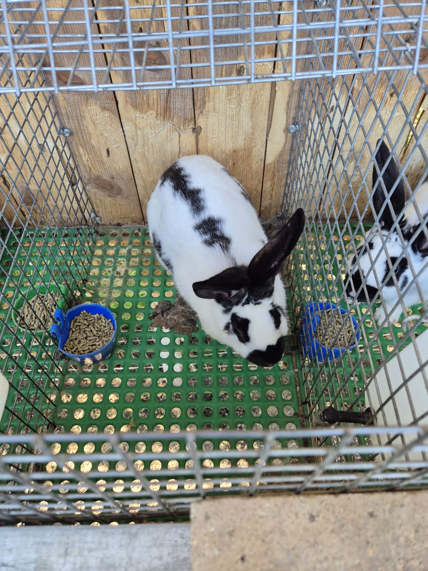 Iepuroaice fara puii , iepuroaice cu puii și iepuroii