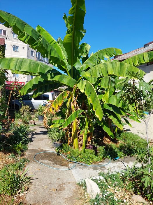 Bananieri de vânzare