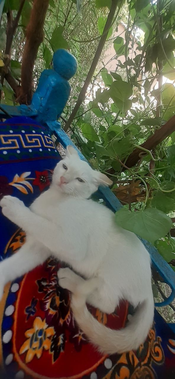 Отдаю бесплатно котенка месячного возраста