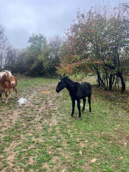 Продавам мъжки кончета