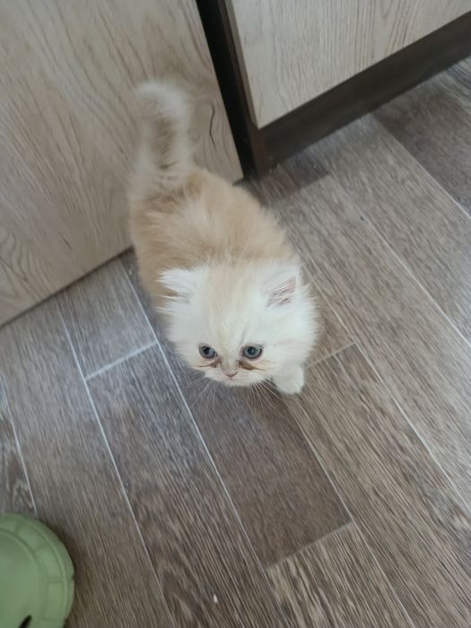 Продается котенок экзот мальчик