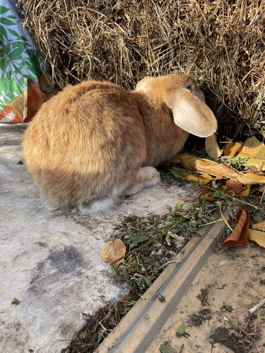 Vand iepuroaica berbec german