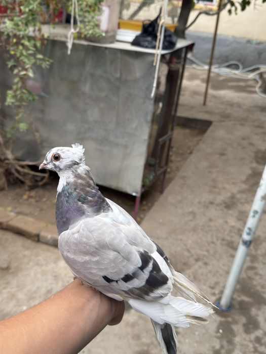 Kabutar donasi 50 mingdan