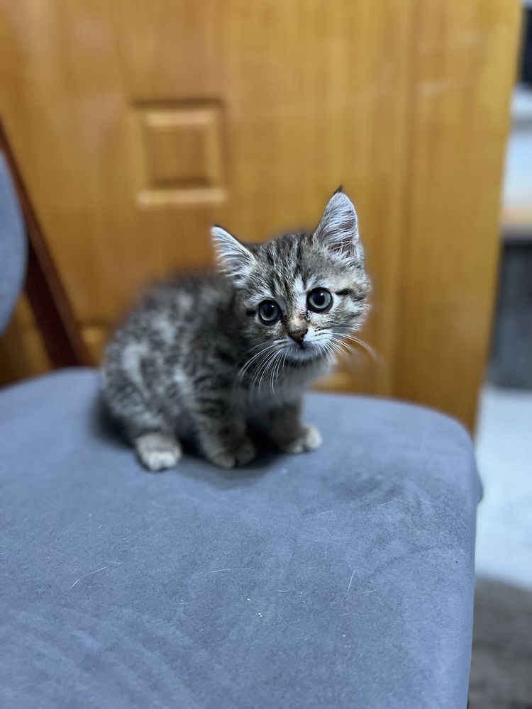 Ищем дом котенку