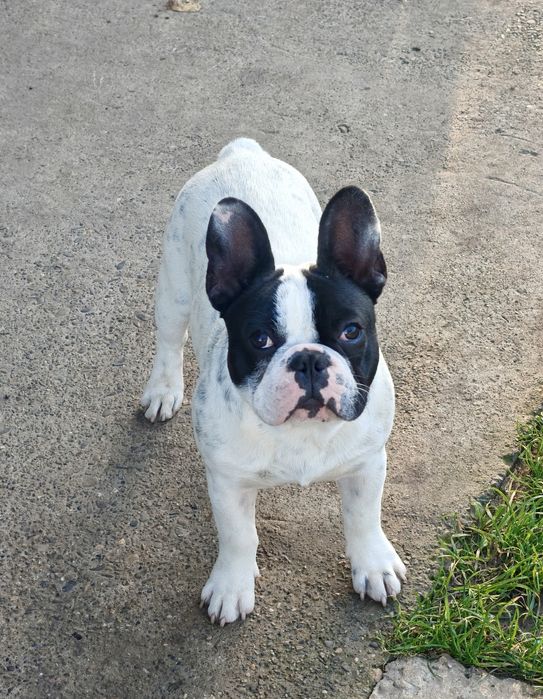 Mascul Bulldog Francez
