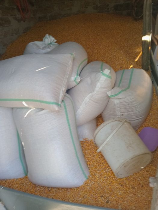 Porumb și grîu la saci de 40 kg 65 lei .