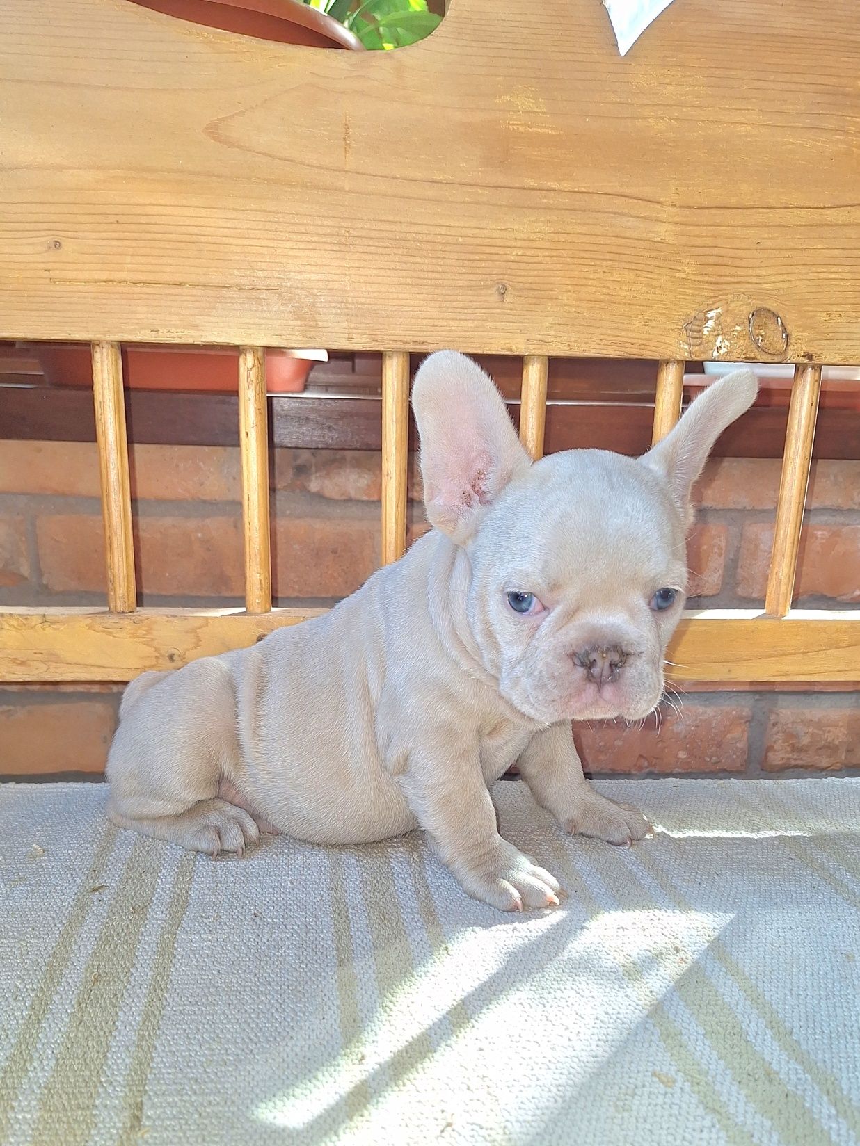 Bulldog francez fetita