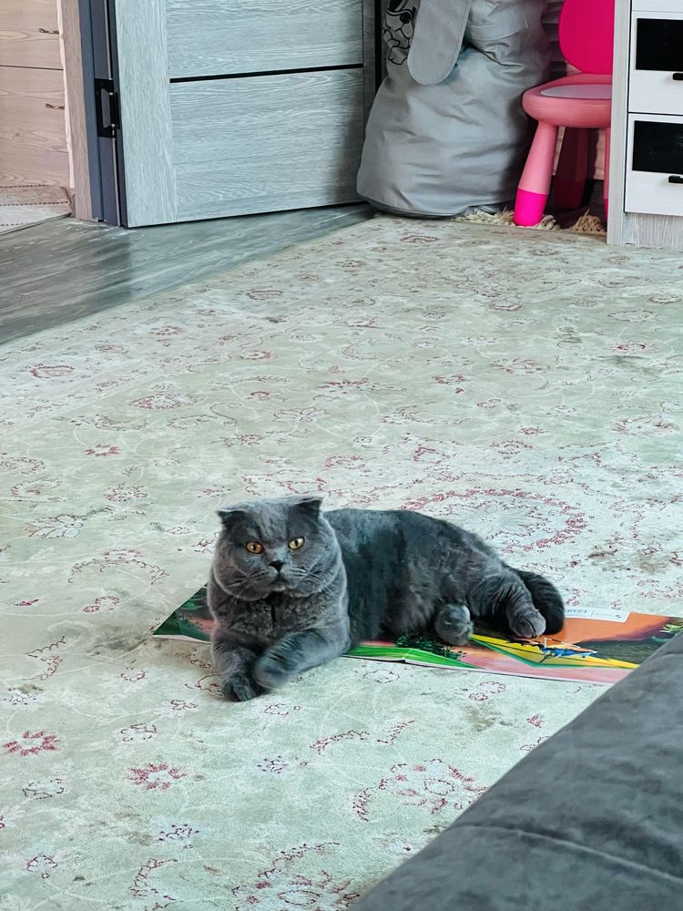 Скотич фолд ищем невесту