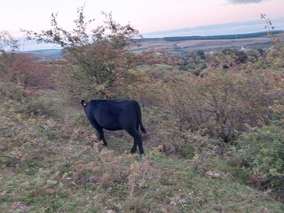 Vitele si juninci angus