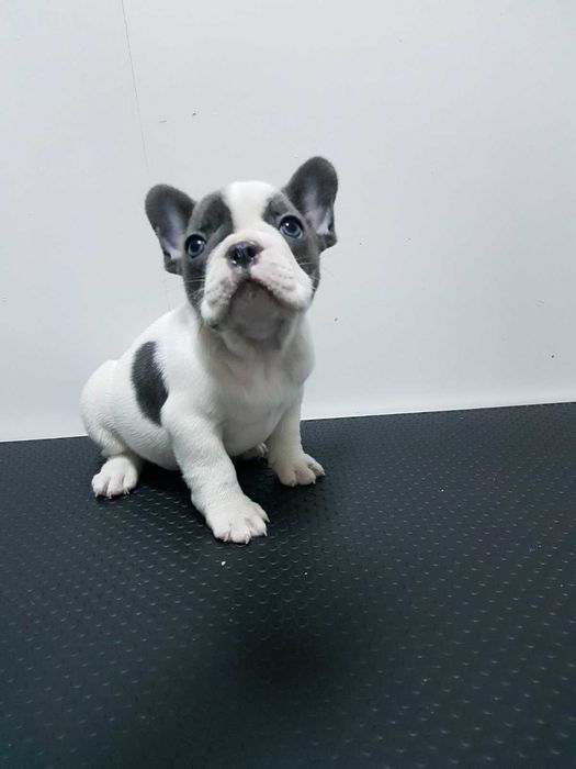 Продава  Пекинез, Френски булдог