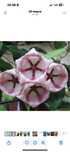 Hoya cv.Kaimuki pink