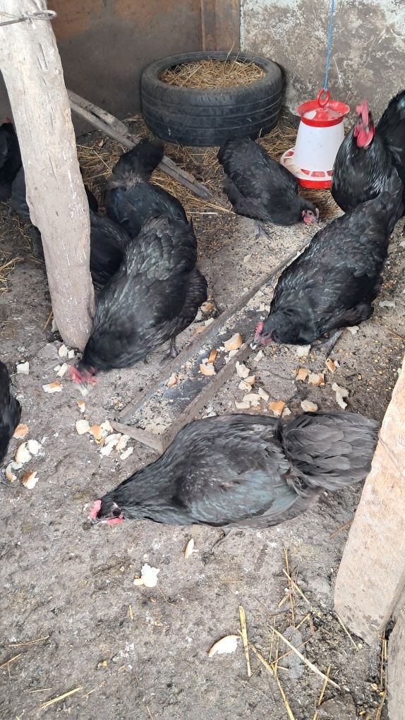 Vând găini australorp