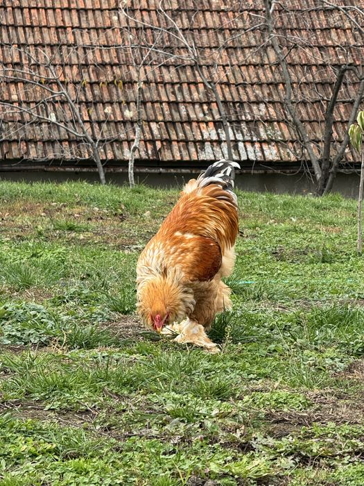 Cocoși Brahma Lemon 2025 rasă pură