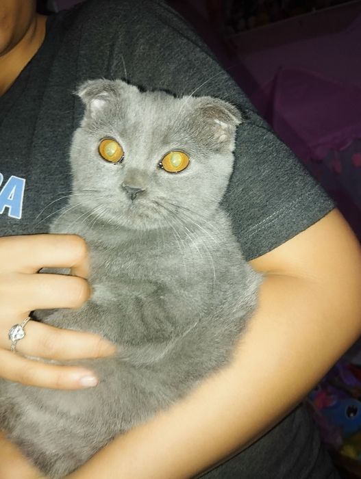 Продается скотиш фолд