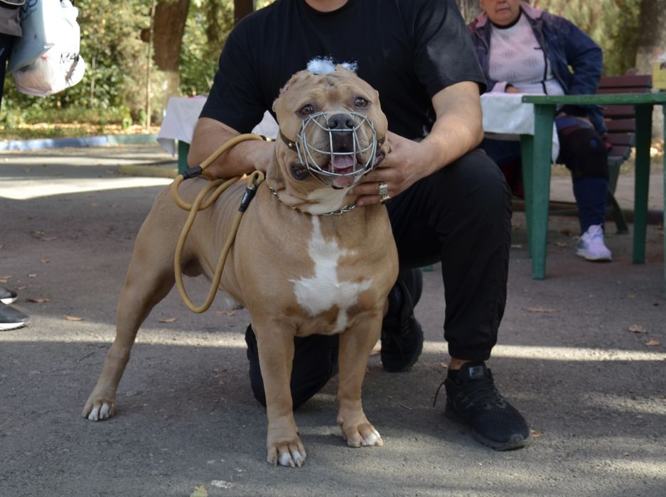 Американский булли XL вязка. IT SOTILMAYDI ! FAQAT QOSHISHGA !