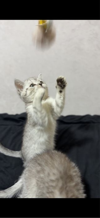 Скотиш фолд и страйт 2 месяца мальчики