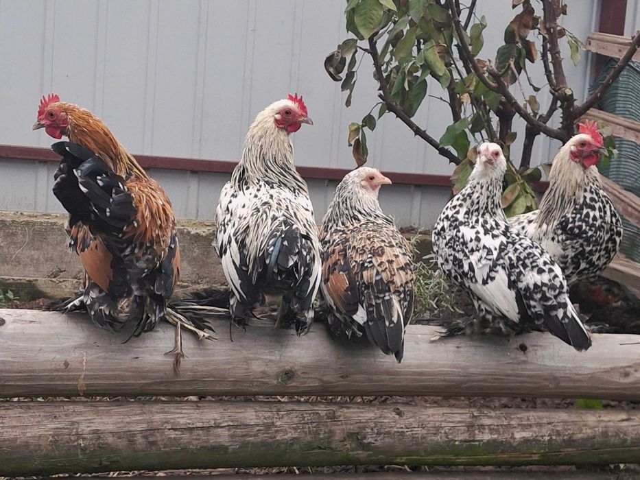 Gaini rasa mii de flori