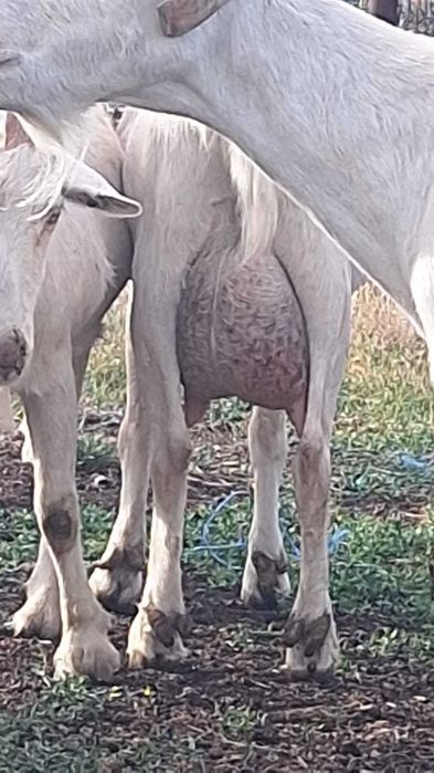 Capre Saanen de vânzare